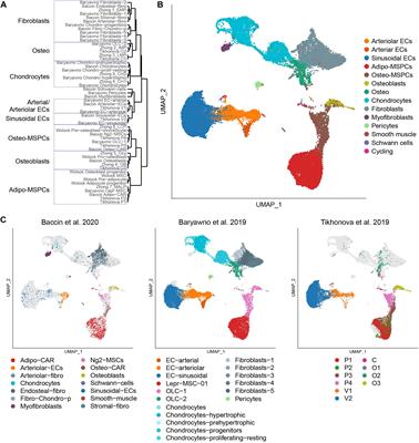 Connecting the Dots: Resolving the Bone Marrow Niche Heterogeneity